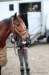 ctfoto_img_0838_small.jpg