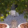 Sommerbilleder