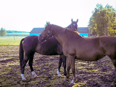 Sandy og Lavendel