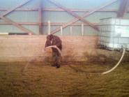 Hannibal vander ridehus
