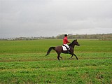 Hubertusjagt på Marienborg Gods 2010 - arrangeret af Storstrøms Jagtrideklub - foto: Pia Skibsted