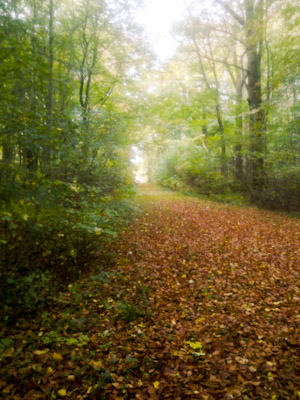 Efterår i skoven - oktober 2012