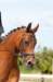 ctfoto_img_6067_small.jpg