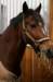 ctfoto_img_0868_small.jpg