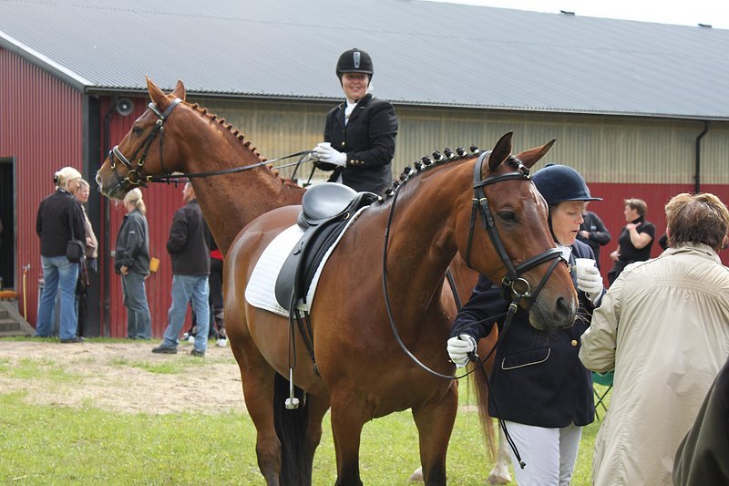 _06_20_d5_holdmesterskab_2010_157.jpg