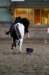 ctfoto_sar_250910_1222_small.jpg